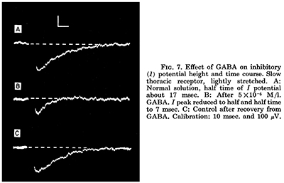 Kuffler figure: effect of GABA